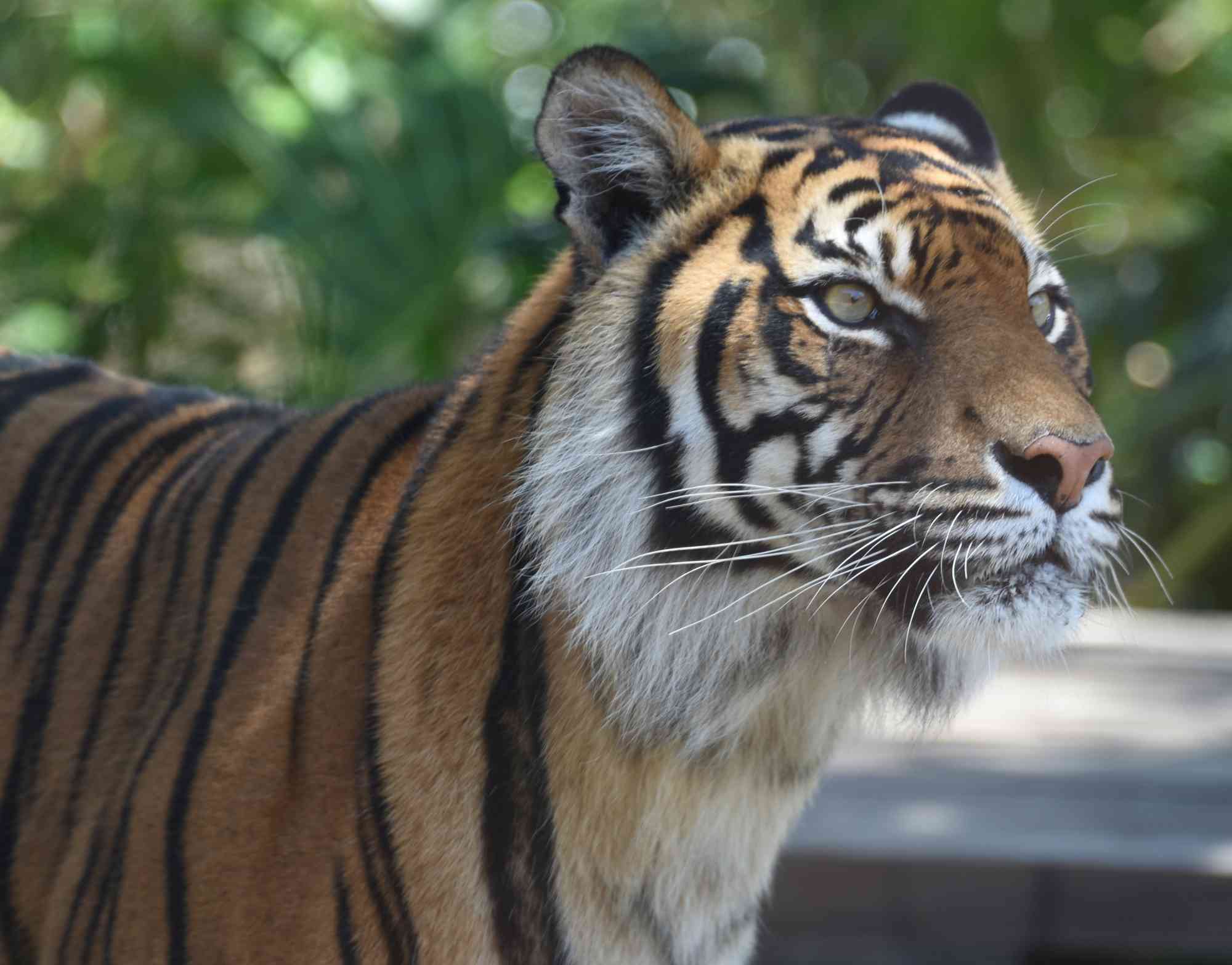 2017.11.19 - Sumatran Tiger Close-up - Australia - Sardaka (CC BY-SA 4.0 DEED)