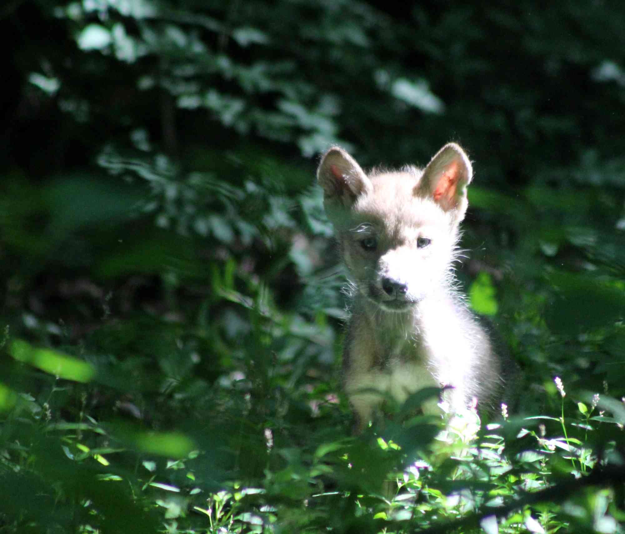 - Mexican Gray Wolf Pup - Rebecca Bose - Wolf Conservation Center.JPG