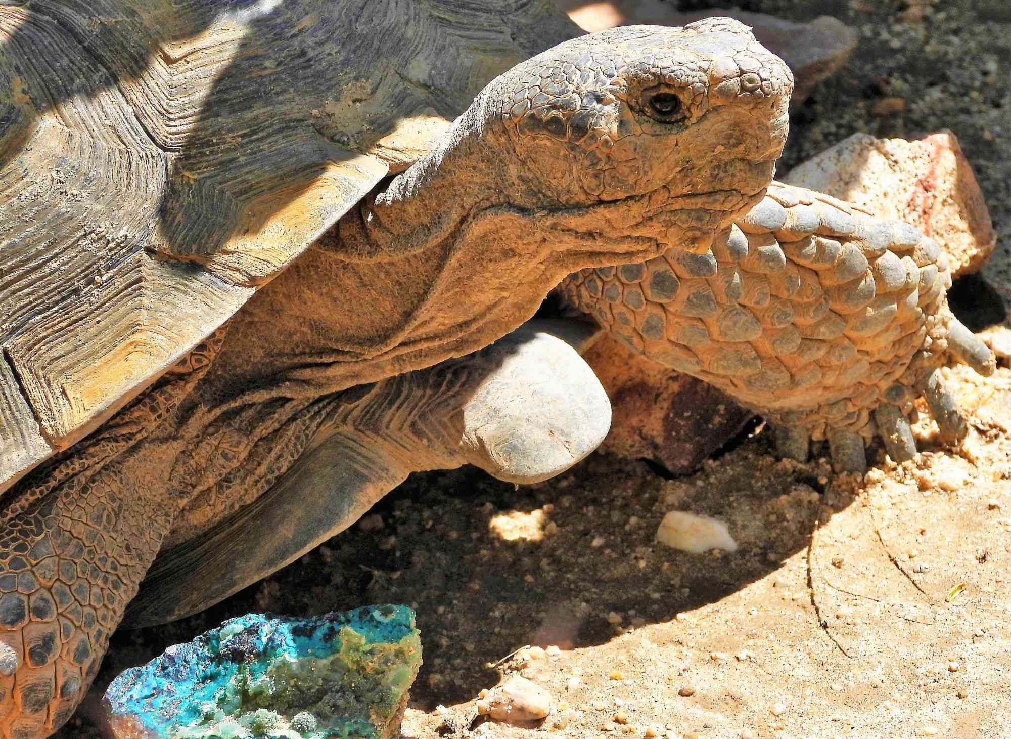 2019.03.30 - California - Agassiz Desert Tortoise -  MCU 45 - Tom Egan-DOW