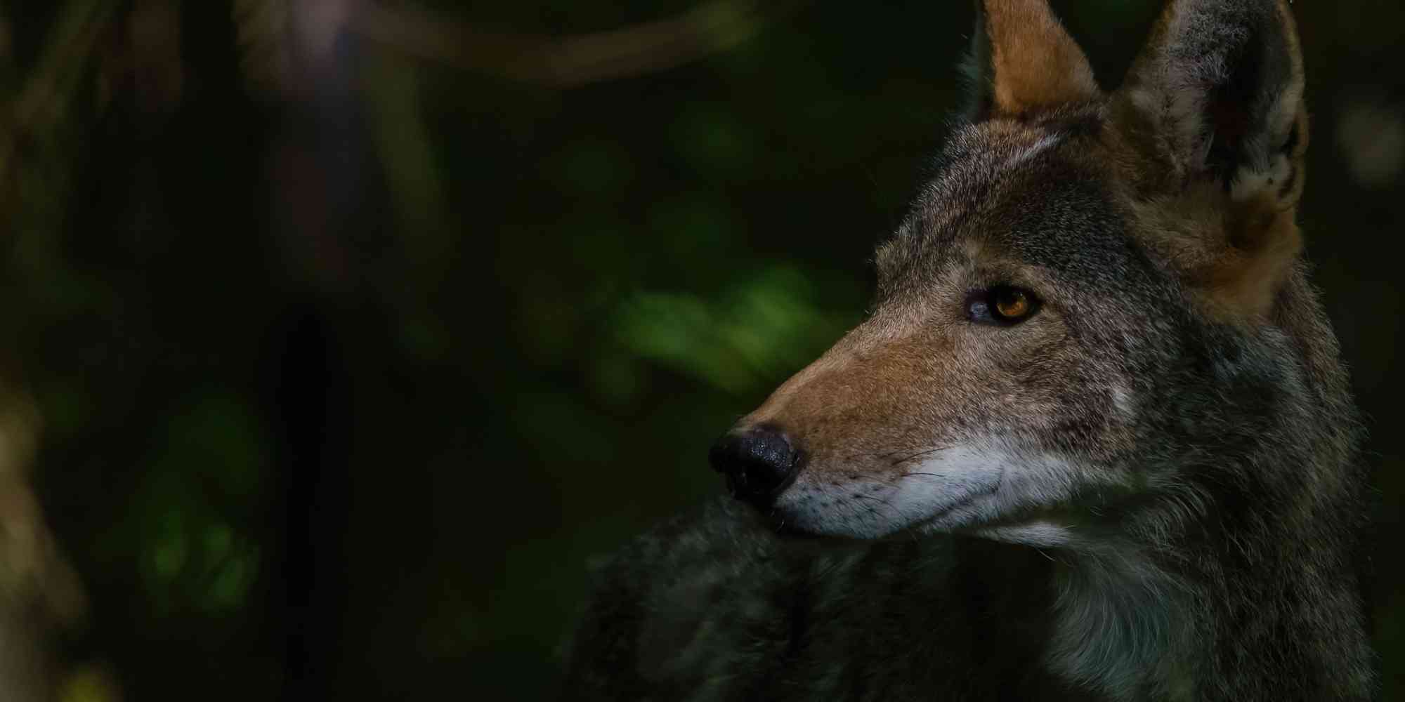 Male Red Wolf Profile 