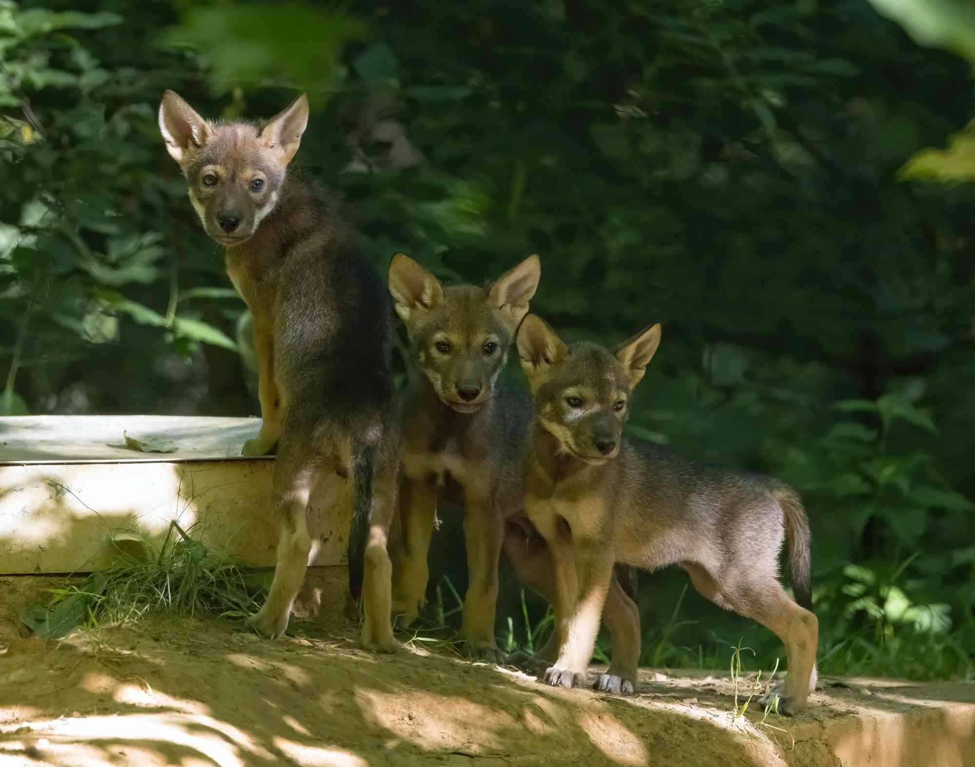 2022.06.03 - Three red wolf pups - Land Between the Lakes - Mel Cunningham-USFS