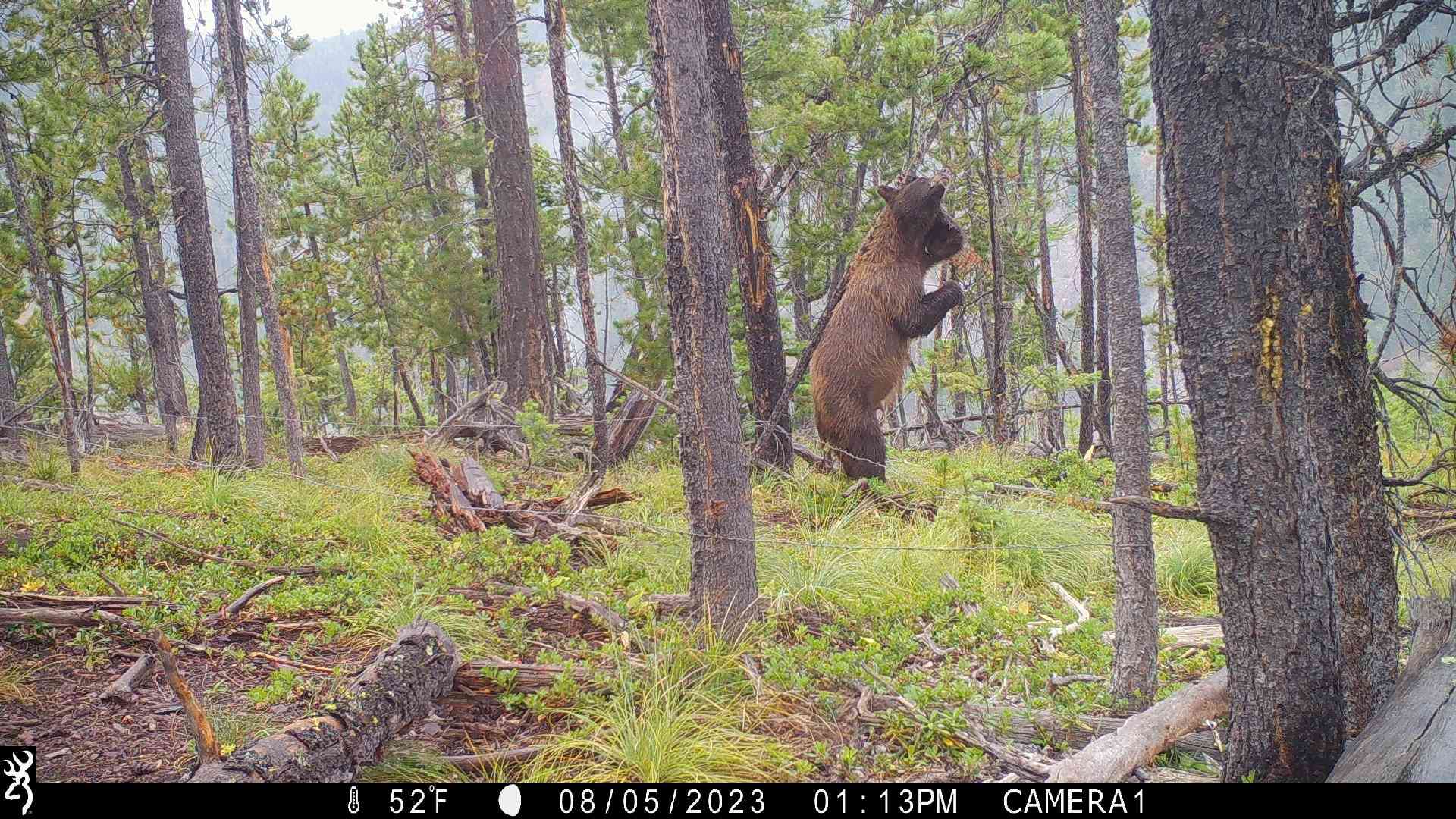2023.08.05 - RMGP - Bitterroot Bear Survey - Bear scratch trail cam series 1 - DOW