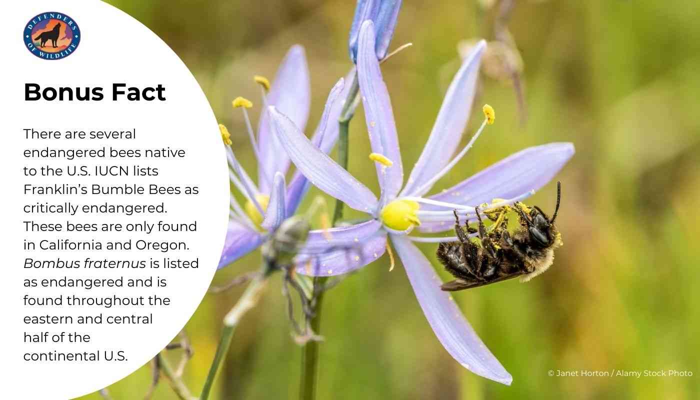Endangered Bee Fun Fact Graphic (ESD Blog) 1_DOW