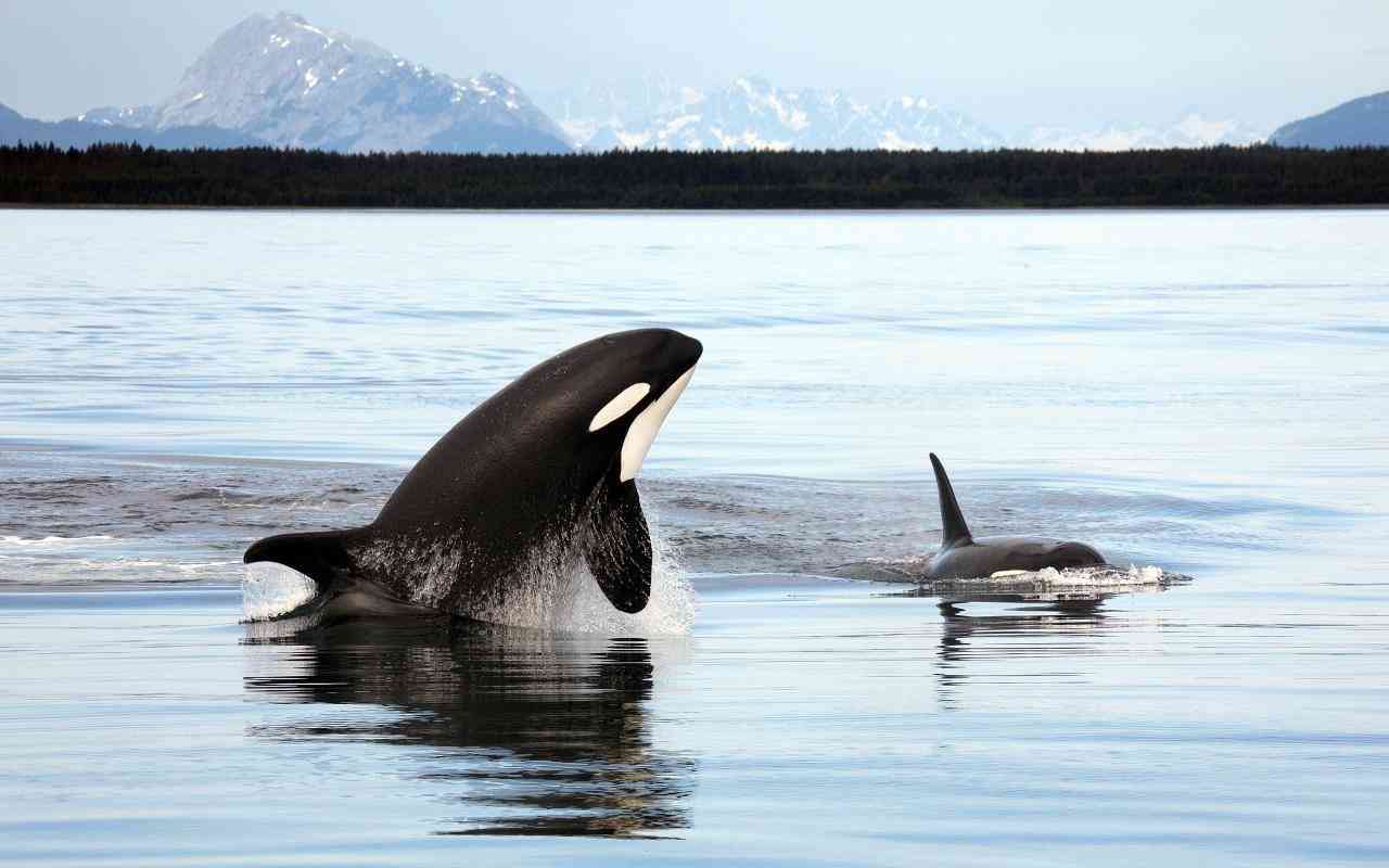 Two orcas swimming in a body of water. The orca on the left is jumping out of the water and the one on the right is breaching, just poking its dorsal fin and tops of head out. There are faint mountains in the background.