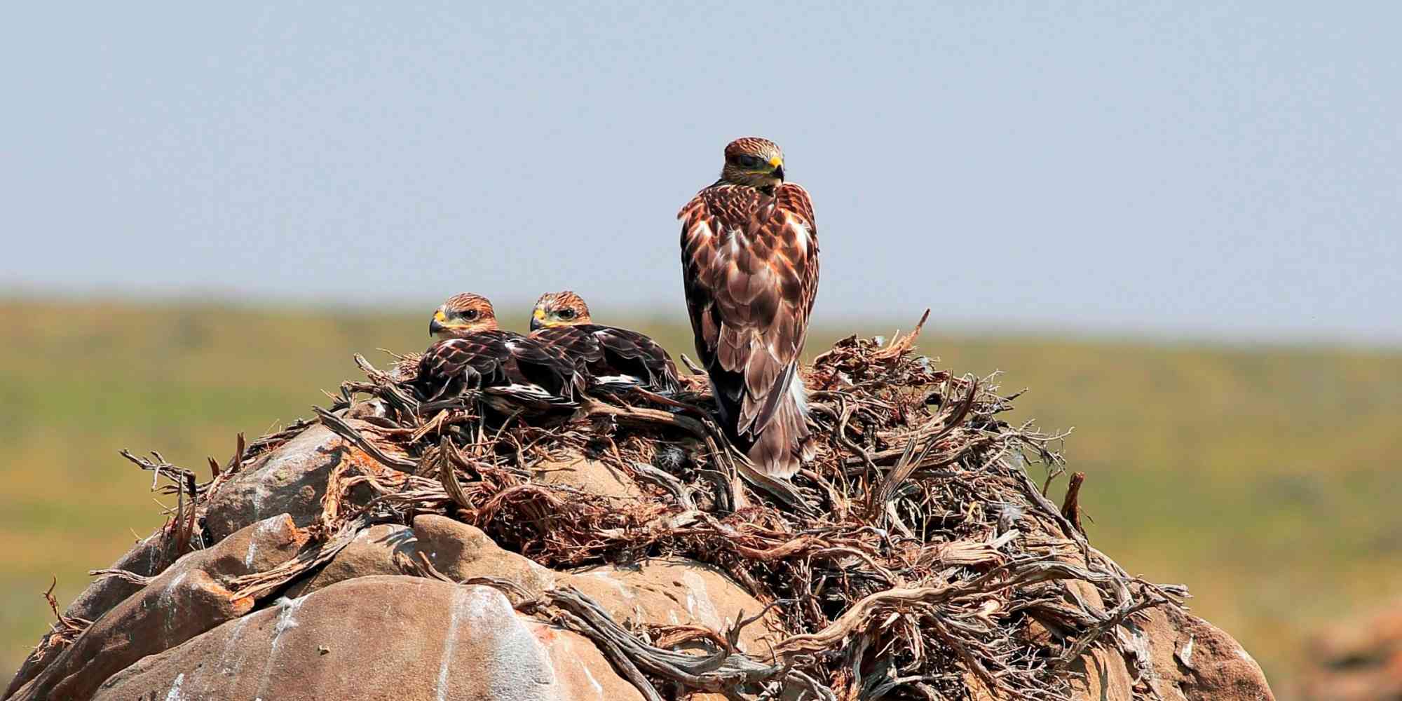 Ferruginous Hawk Nest - Wyoming