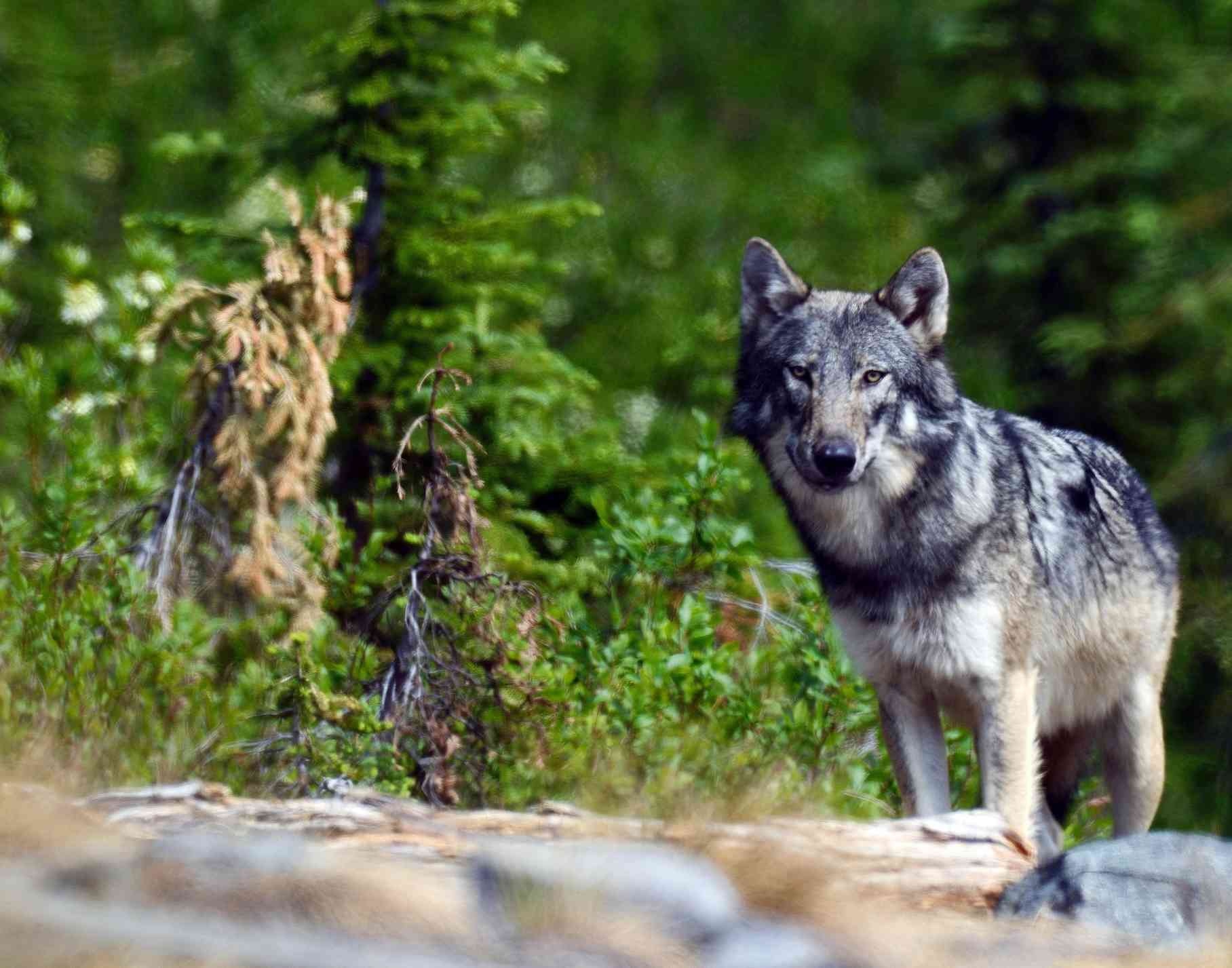 Wild gray wolf in the Northwest Peak Roadless Area