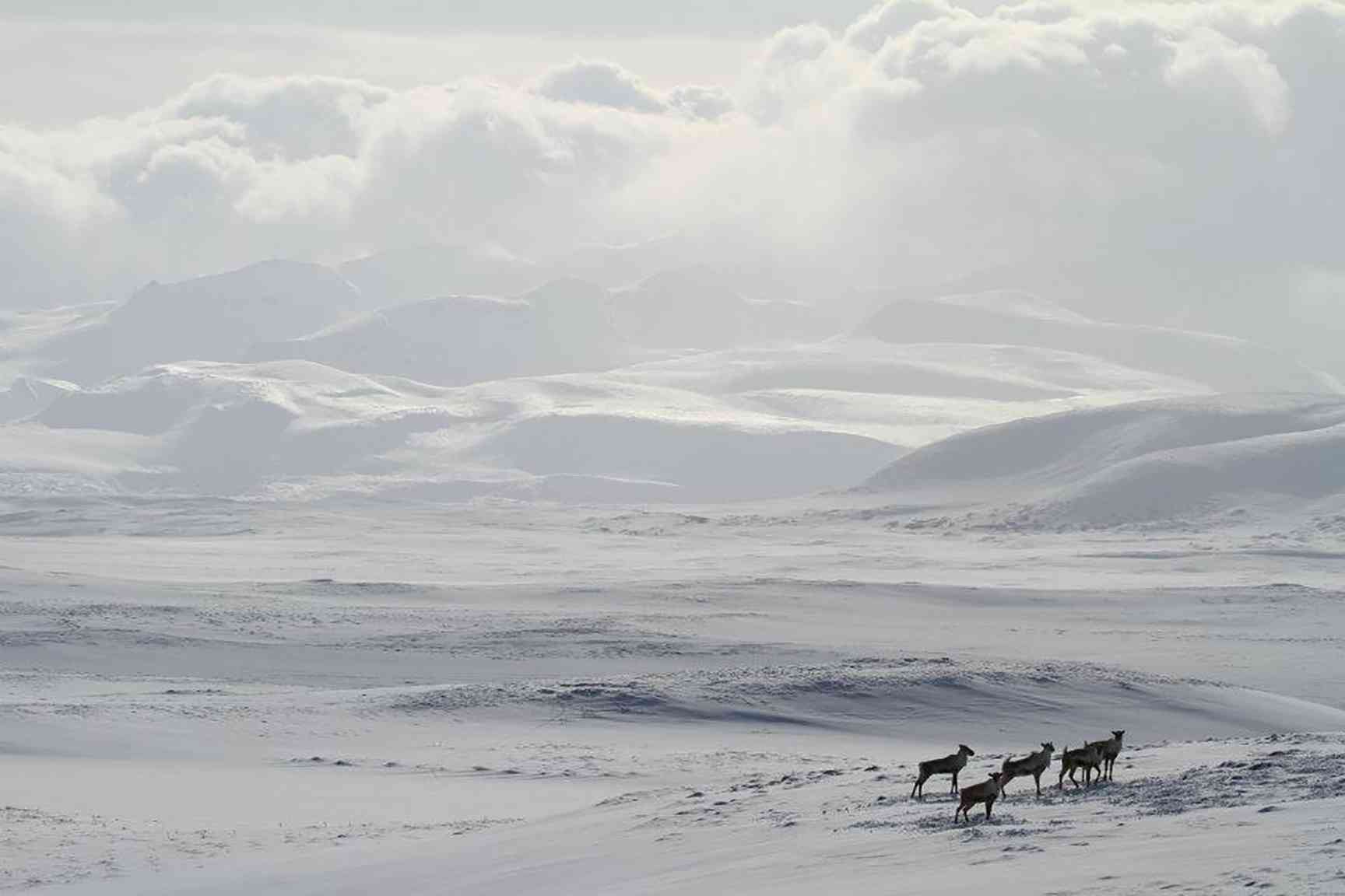 2021.11.26 - A small herd of caribou in Izembek National Wildlife Refuge - Alaska - Katrina Liebich-UWFWS.jpg