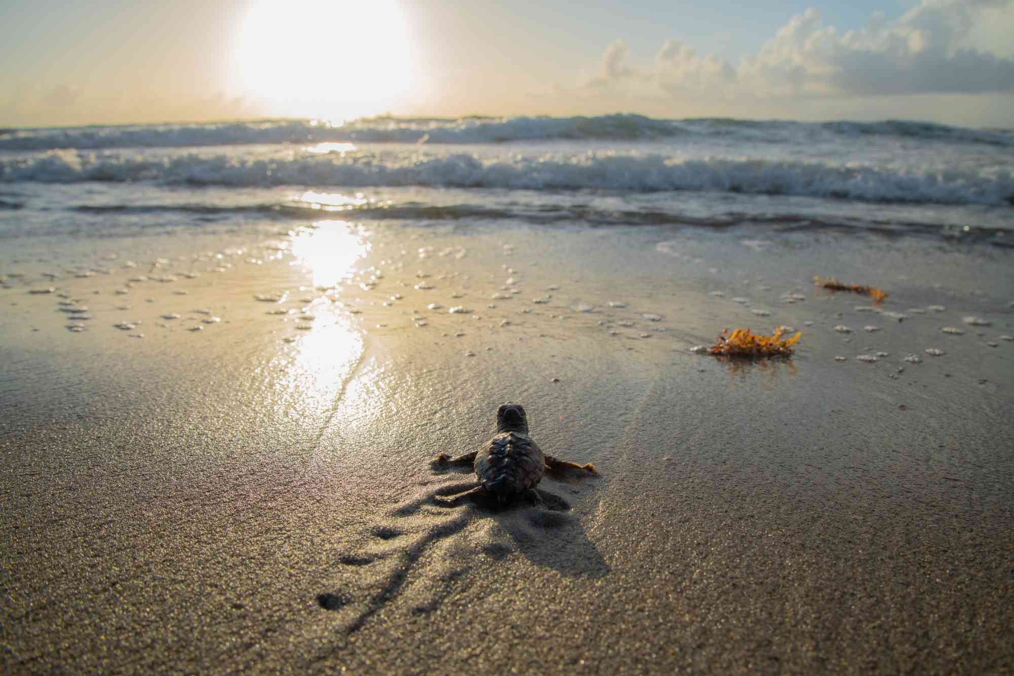 Loggerhead Sea Turtle Hatchling heading towards ocean - Florida