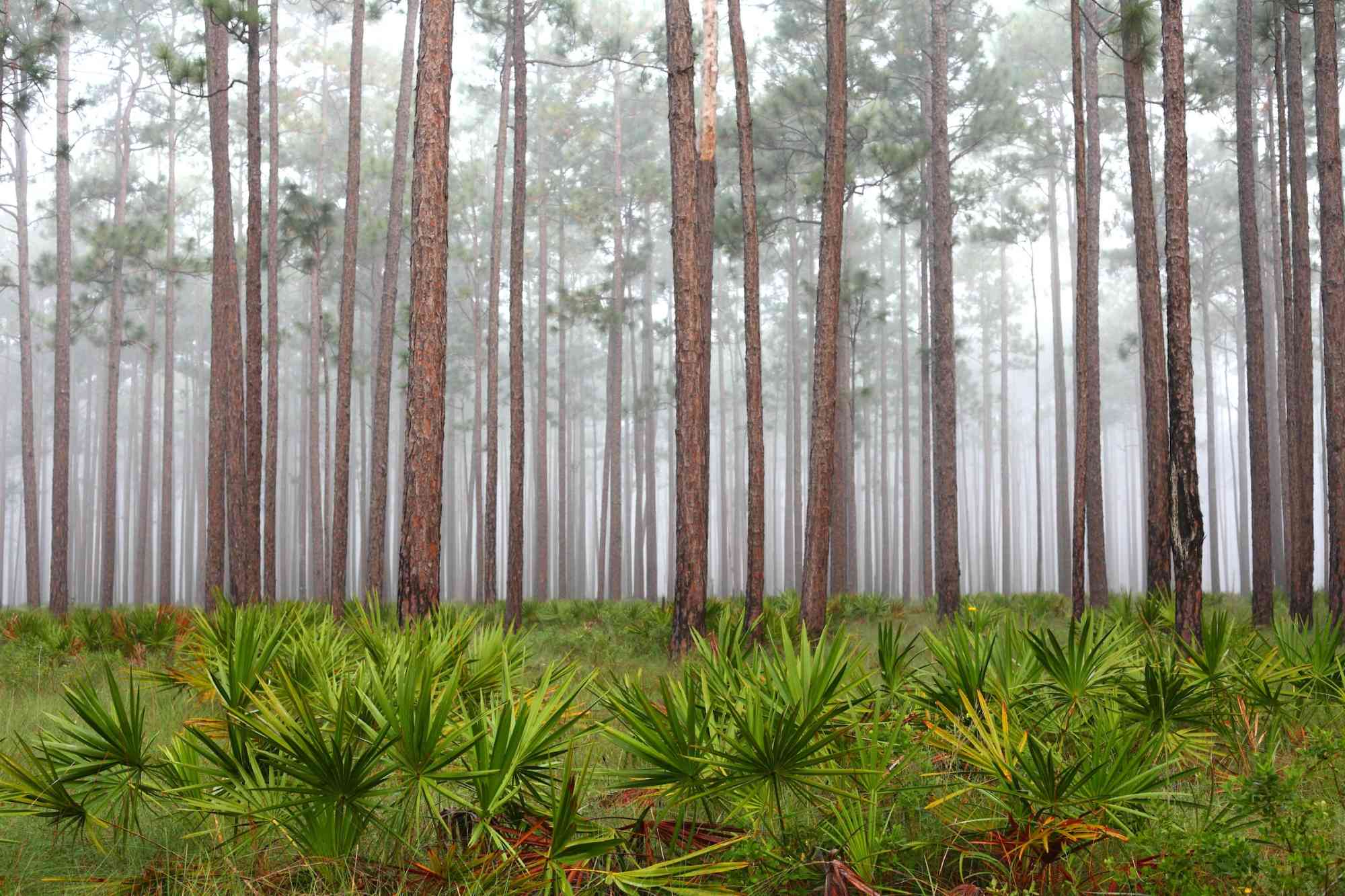 Foggy Morning in the Flatwoods, Apalachicola National Forest 