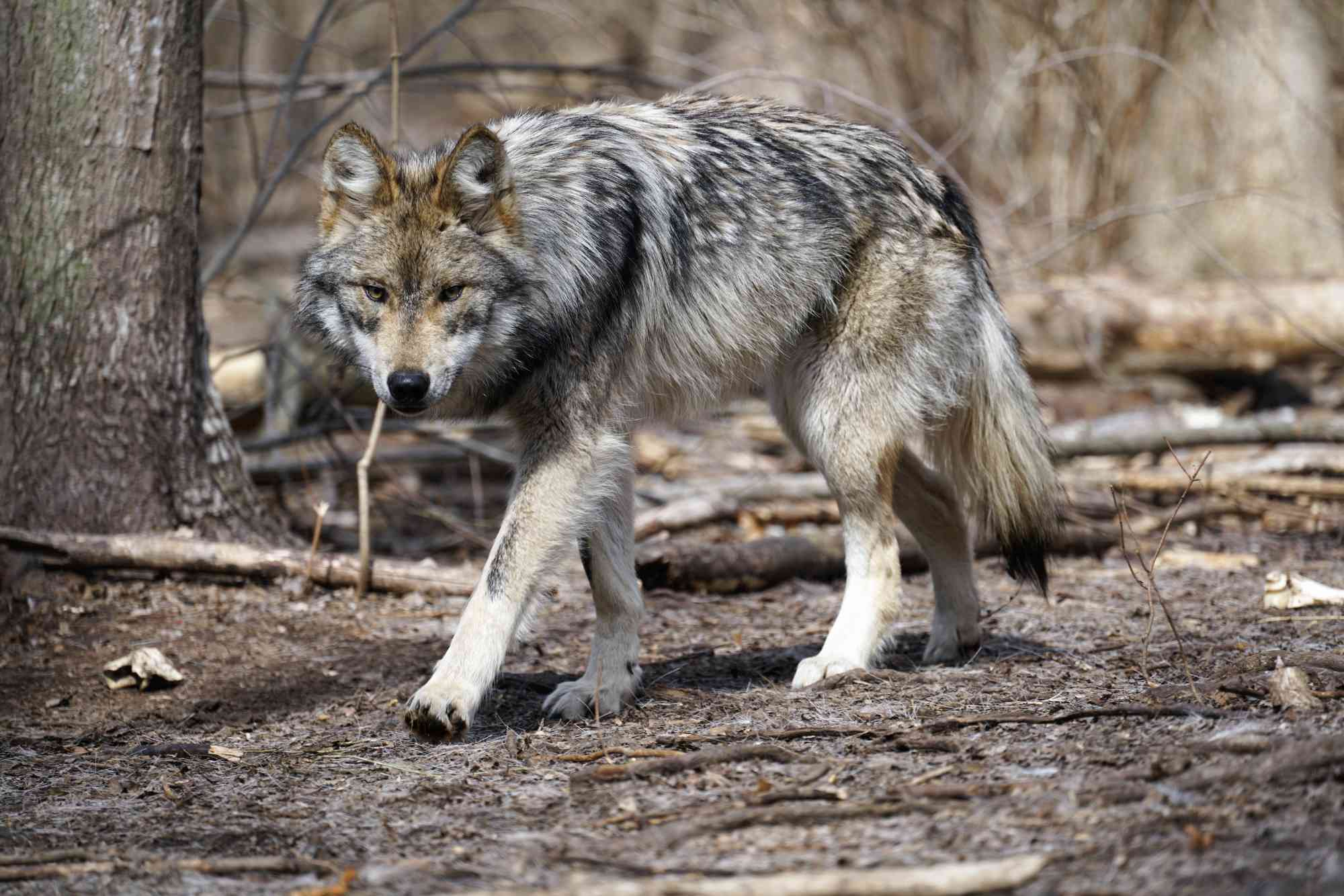 A Mexican gray wolf stalks through a wooded area. The ground is muddy and the trees are brown and bare.