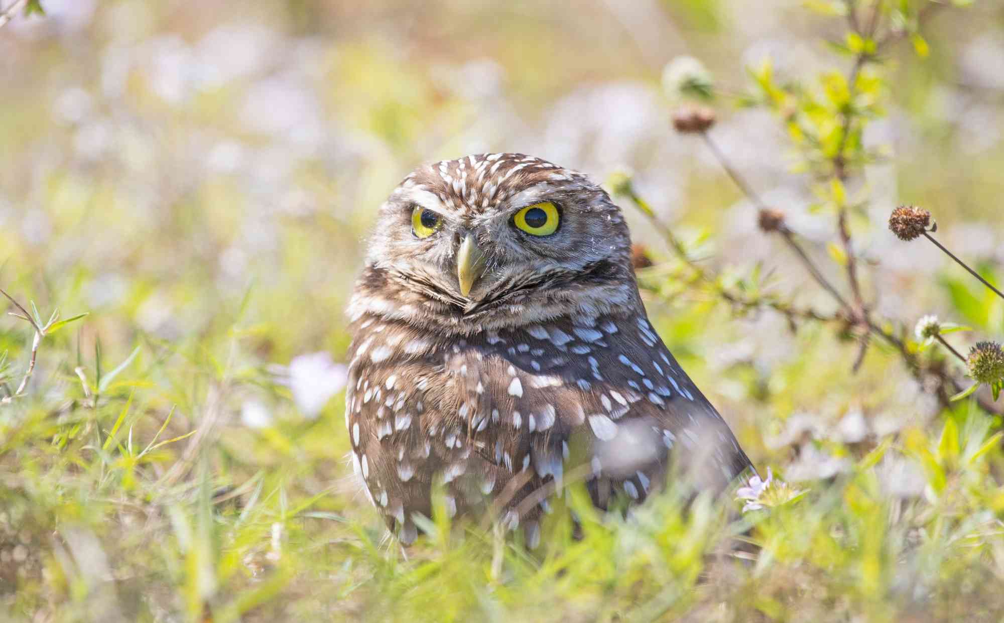 owl