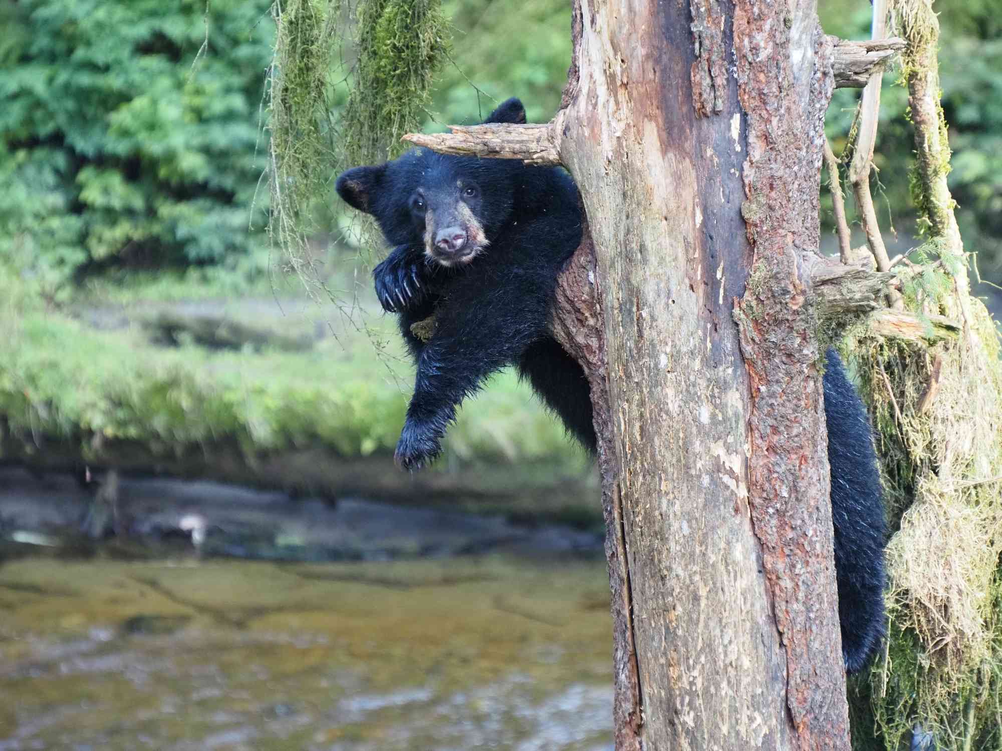 2023.08.22 - Black bear cub hanging in tree - Tongass National Forest, Alaska - © Jennifer Kardiak-USDA.jpg