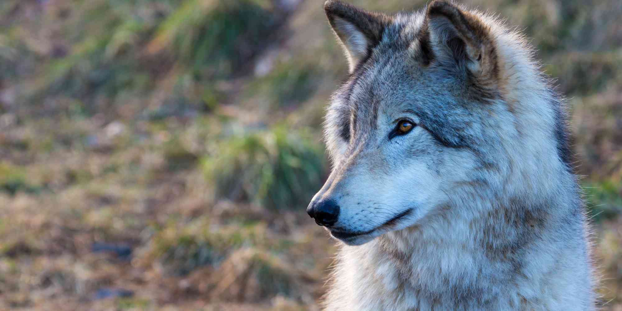 Gray Wolf Headshot in Profile 
