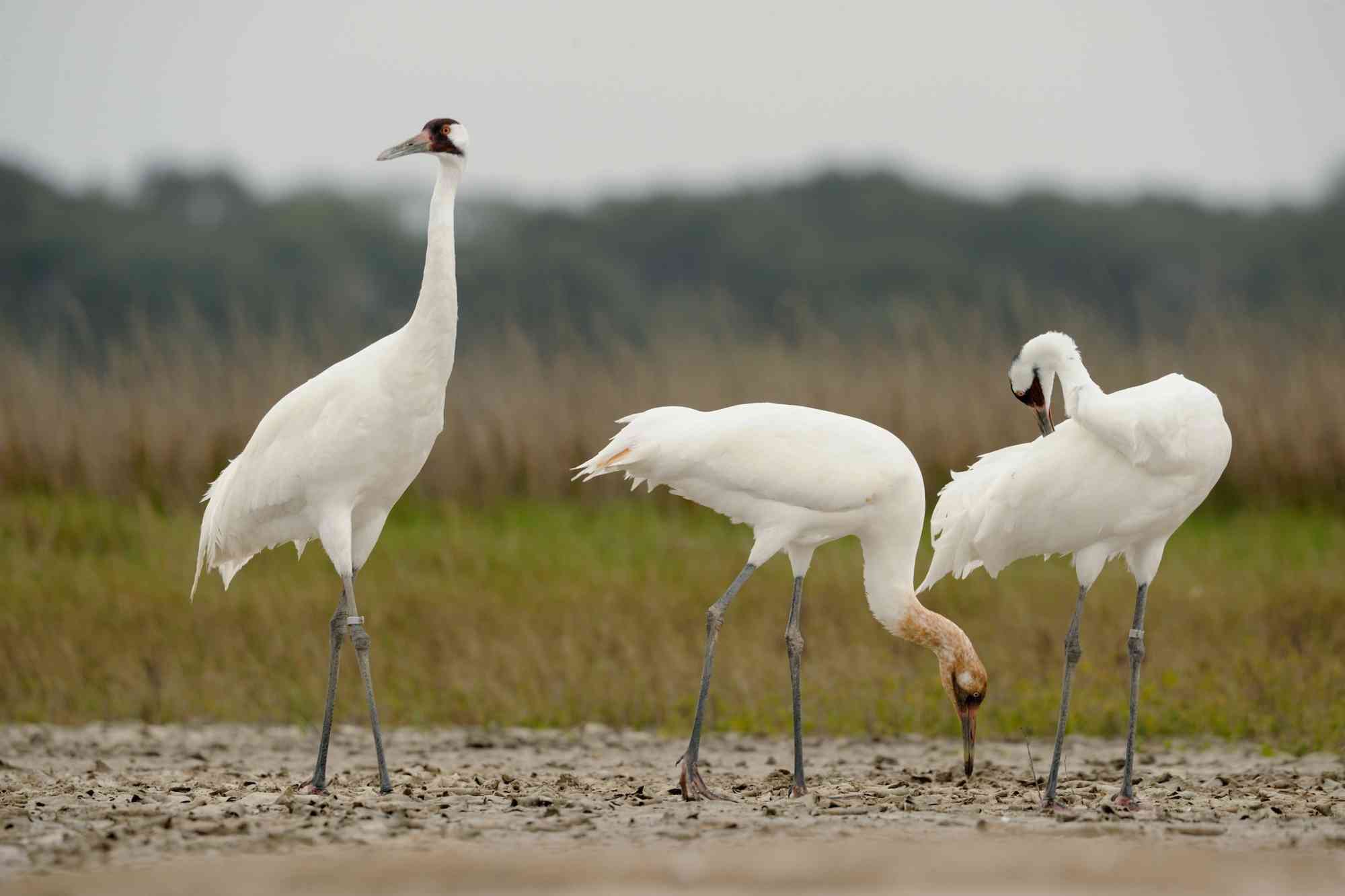 Whooping cranes at Aransas National Wildlife Refuge