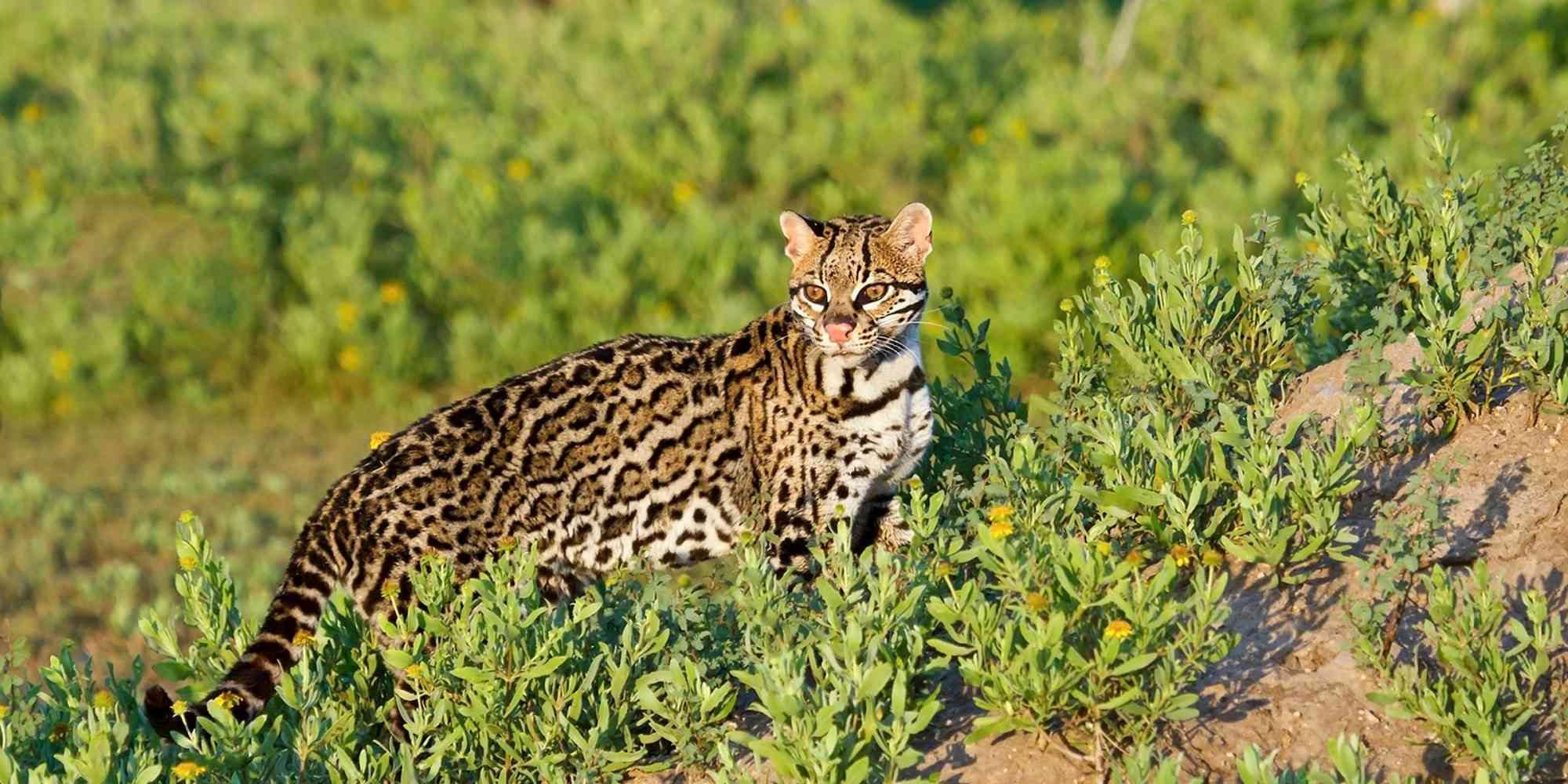 Ocelot standing in the sun