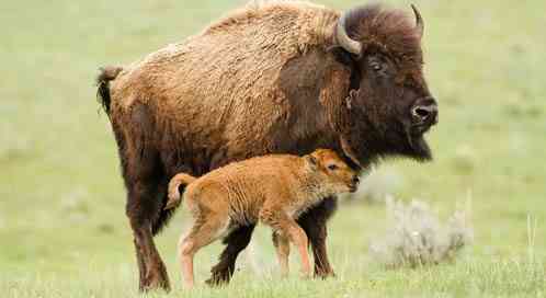 Bison with calf