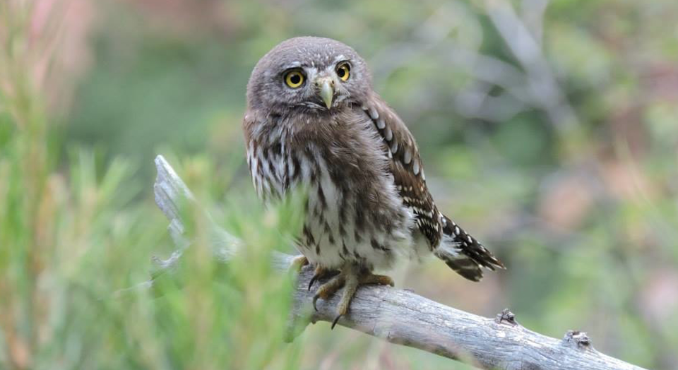 Cactus Ferruginous Pygmy Owl