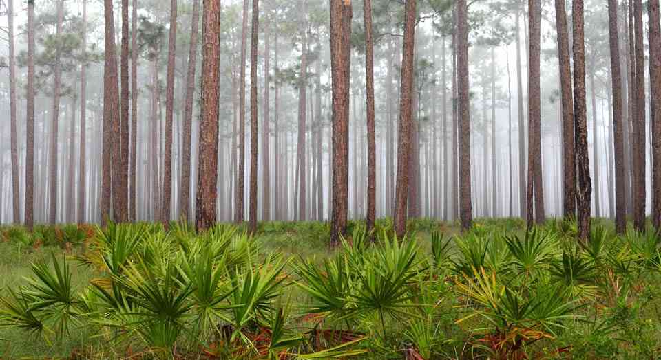Florida Panhandle (Apalachicola National Forest), © Julie Tew
