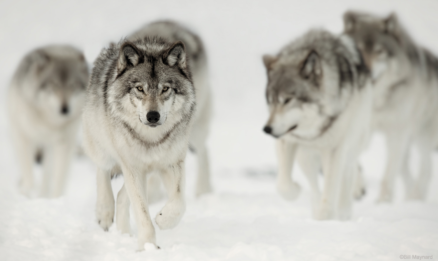 gray-timber-wolves gray-timber-wolves
