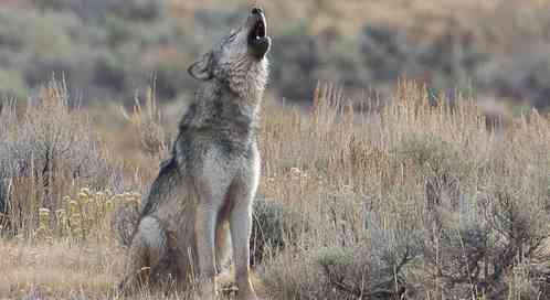 Howling wolf, © Joan Poor