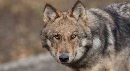 Gray wolf, © Michael Quinton, National Geographic Stock