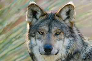 mexican gray wolf (captive)