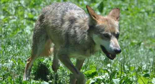 mexican gray wolf
