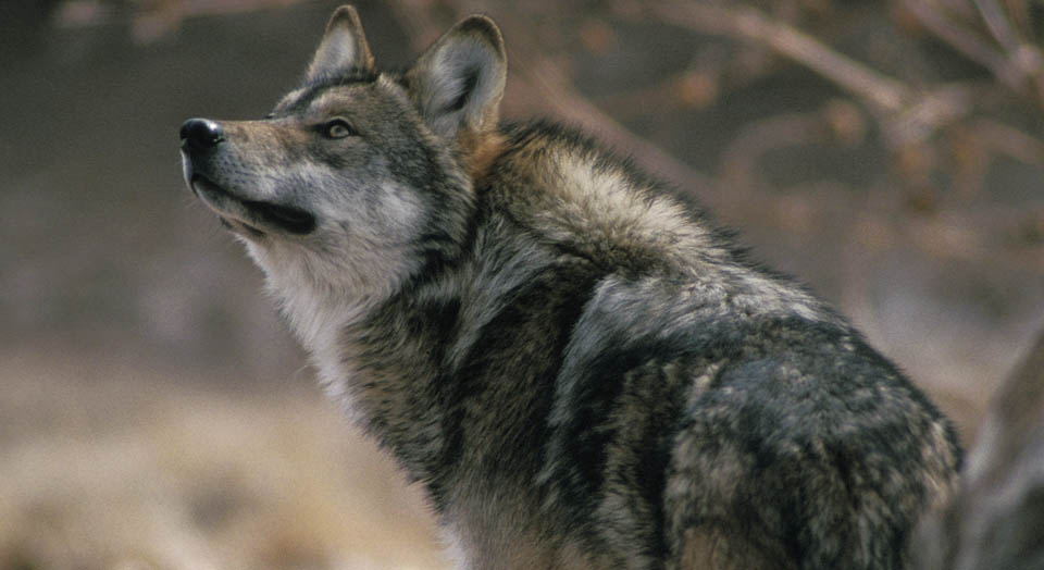 Mexican Gray Wolf