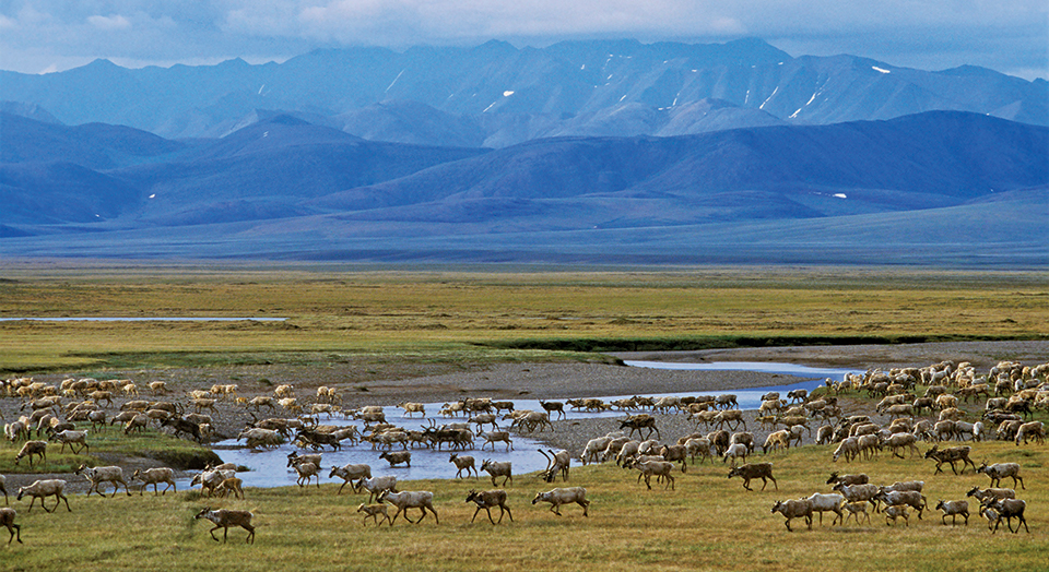 Caribou migration Arctic refuge