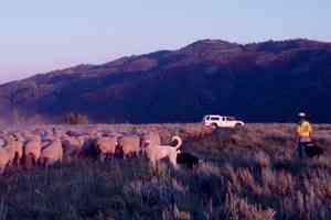 ranching dogs