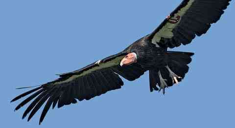 california condor
