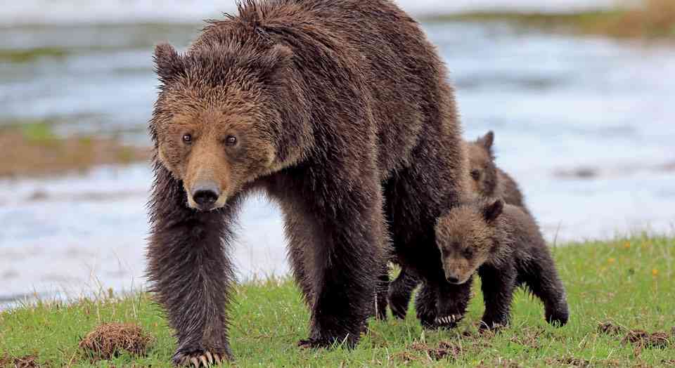 Grizzly bears