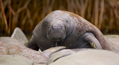 Manatee, © Christina R Celano Manatee, © Christina R Celano