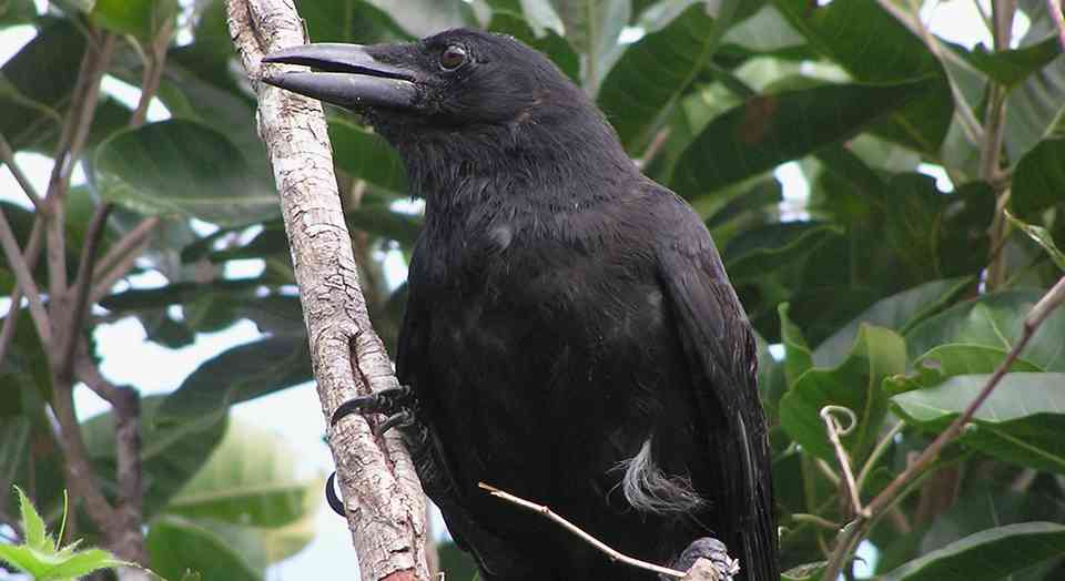 Mariana crow