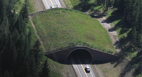 Wildlife overpass, © Kylie Paul