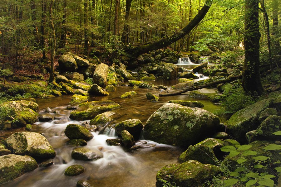 Forest Mountain Stream, © Warren Sander