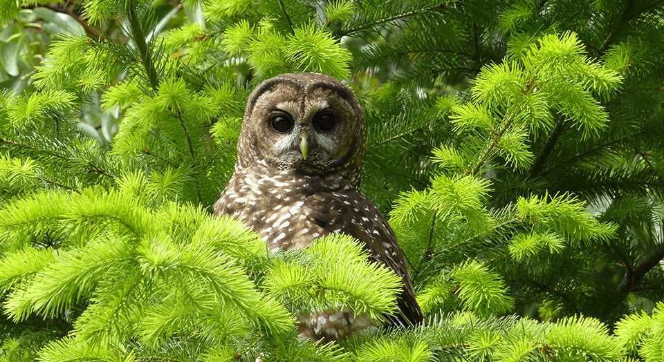 Northern Spotted Owl, Katrina Krause