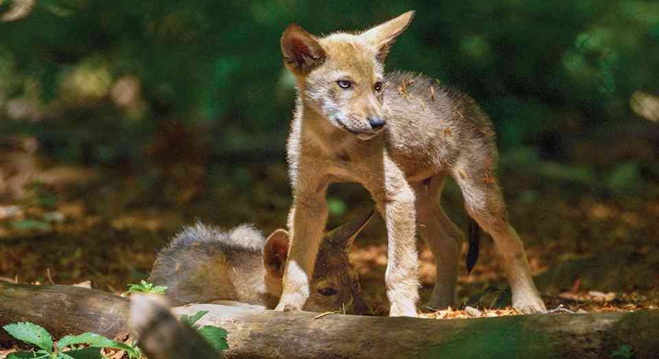 red wolf pup