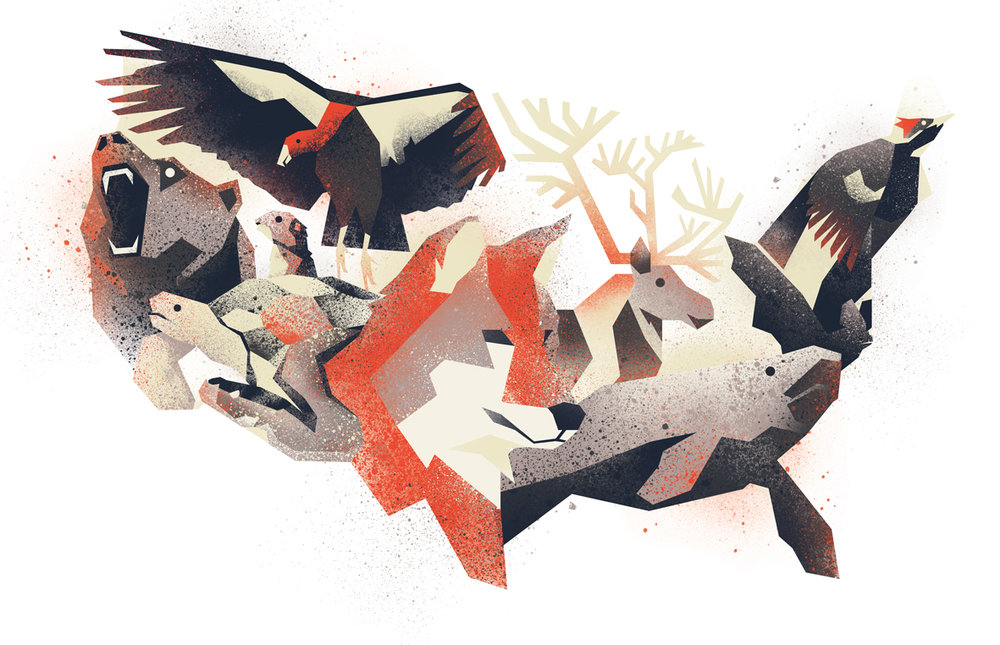 Alphabeast: An English Alphabet of Endangered Animals | Defenders of Wildlife Alphabeast: An English Alphabet of Endangered Animals | Defenders of Wildlife