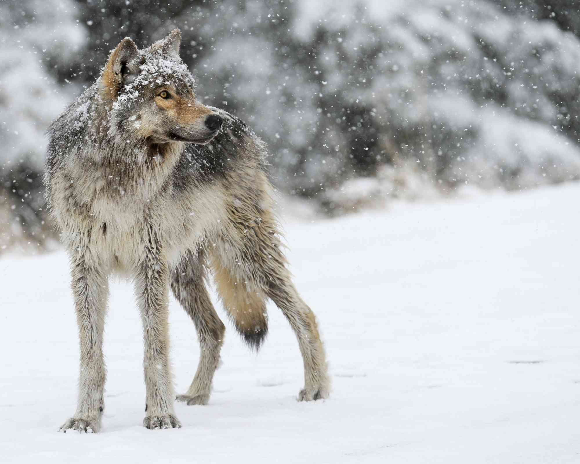 WDFW Orders Lethal Removal in Unnamed Kettle Range Wolf Pack