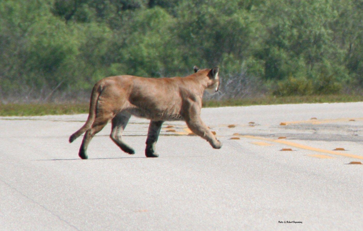 Panther on Road