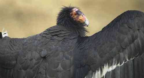 Condor with wings outstretched