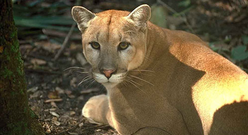 Florida panther