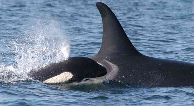 orca and calf