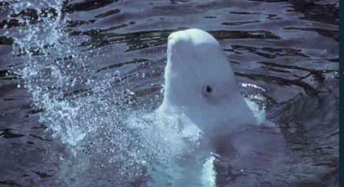 Beluga Whale breaching water