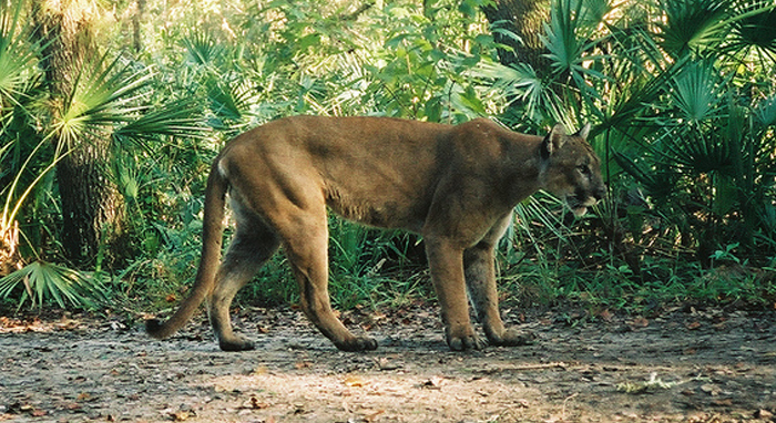 Florida panther