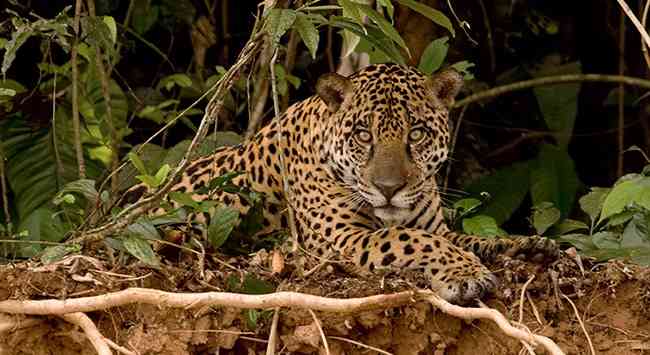 Jaguar | Defenders of Wildlife