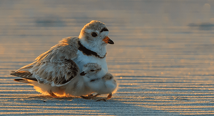 Piping plover mom and chick