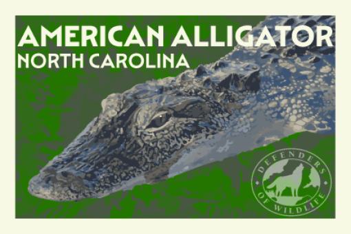 Summer Road Trip Postcard American Alligator North Carolina
