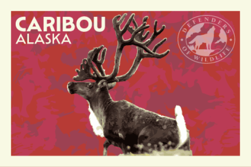 Summer Road Trip postcard Caribou Alaska 